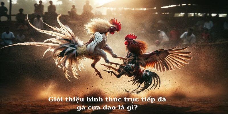 Cung cấp thông tin cơ bản về đá gà cựa dao