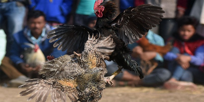 Đá gà trực tiếp là trò chơi như thế nào?