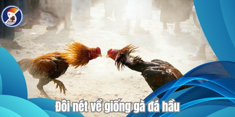 Hiểu rõ bản chất và đặc điểm của gà đá hầu