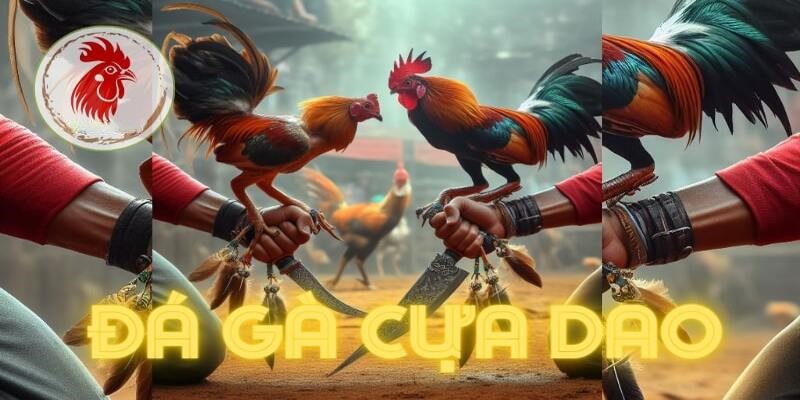 Những chiến lược hay giúp thắng lớn trong đá gà cựa dao
