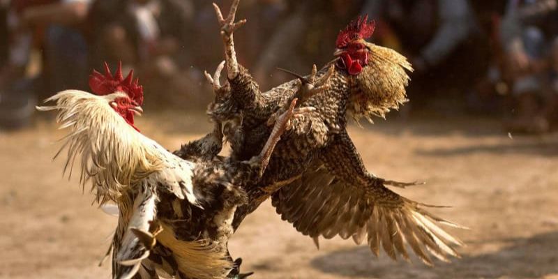 Những giống gà đá hầu thịnh hành nhất hiện nay