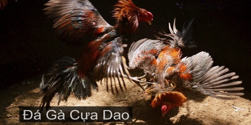 Những kiểu đá gà cựa dao thông dụng
